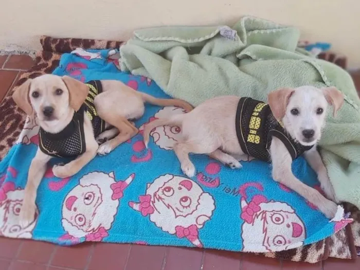 Cachorro ra a Srd  idade 2 a 6 meses nome Jujuba e jubileu 