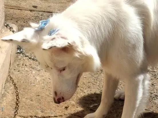 Cachorro ra a Border collie idade 1 ano nome  cristal 