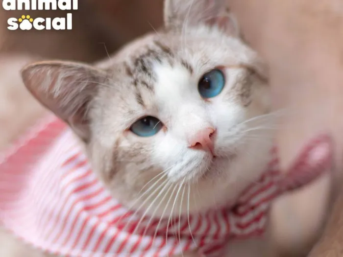 Gato ra a SRD-ViraLata idade 1 ano nome BENTO