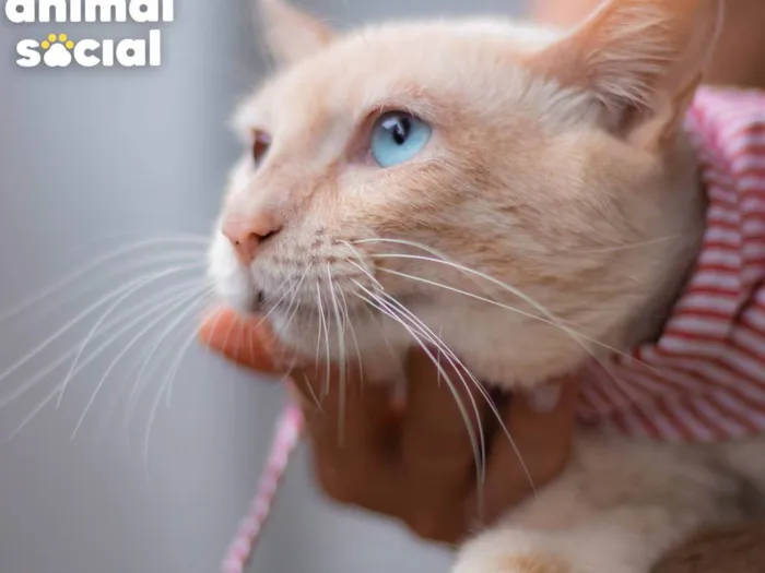 Gato ra a SRD-ViraLata idade 1 ano nome OLIVER
