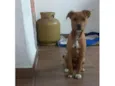 Cachorrinho