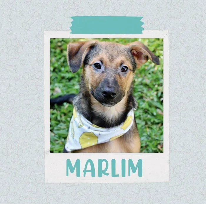Cachorro ra a  idade 2 a 6 meses nome Marlim