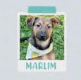 Marlim