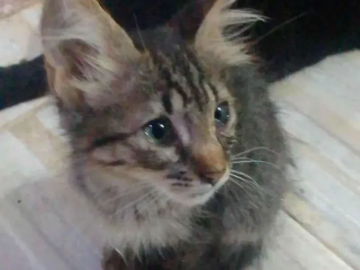 Gato ra a Srd idade 2 a 6 meses nome ......