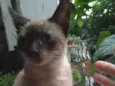 Léo