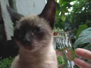 Gato raça SRD-ViraLata idade 2 a 6 meses nome Léo