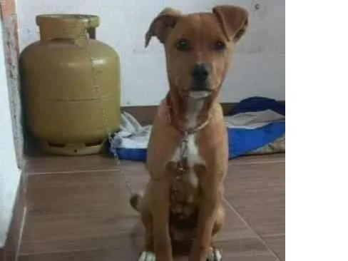 Cachorro ra a SRD-ViraLata idade 2 a 6 meses nome Cachorrinho 