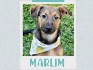 Cachorro raça  idade 2 a 6 meses nome Marlim