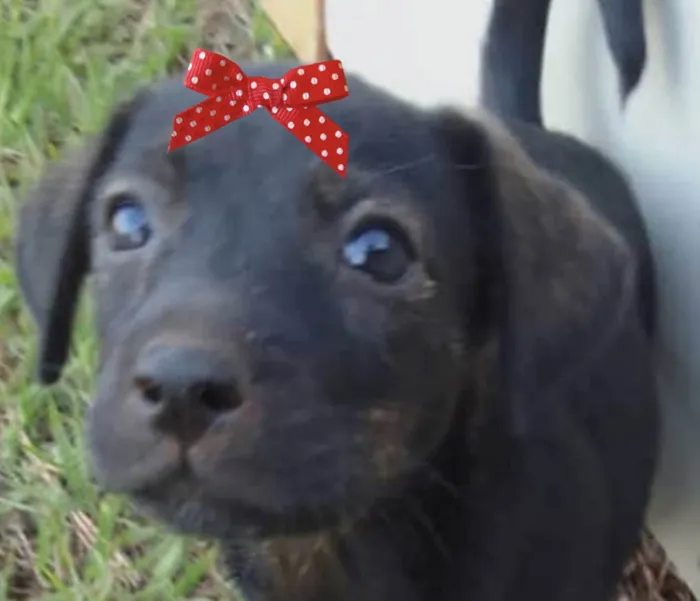 Cachorro ra a Mestico  idade 2 a 6 meses nome Julia 