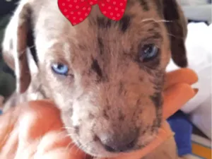 Cachorro raça Mestica  idade 2 a 6 meses nome Julia 
