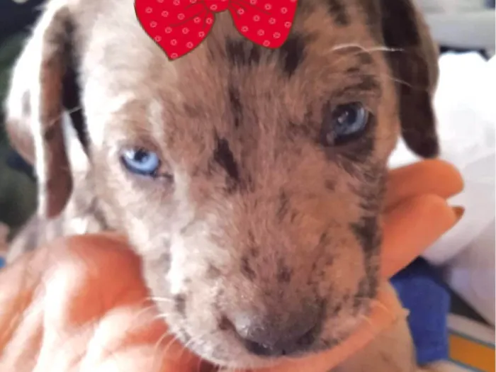 Cachorro ra a Mestica  idade 2 a 6 meses nome Julia 