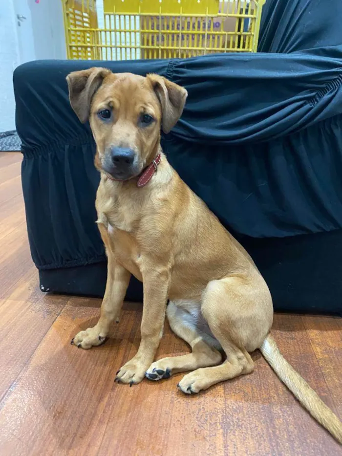 Cachorro ra a SRD-ViraLata idade 7 a 11 meses nome Habibi