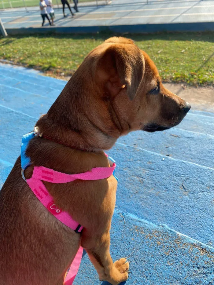 Cachorro ra a SRD-ViraLata idade 7 a 11 meses nome Habibi
