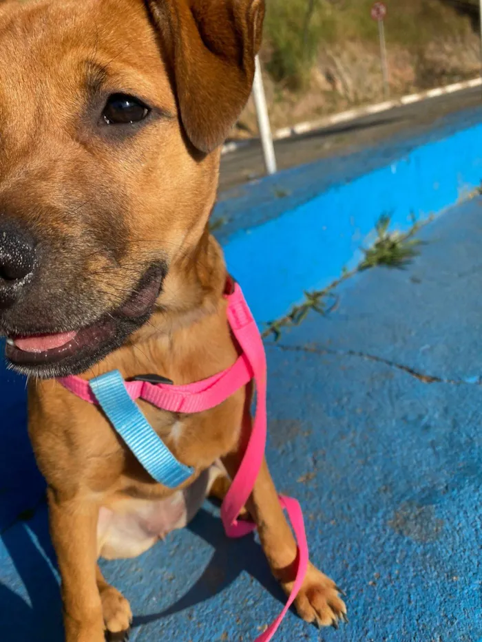 Cachorro ra a SRD-ViraLata idade 7 a 11 meses nome Habibi
