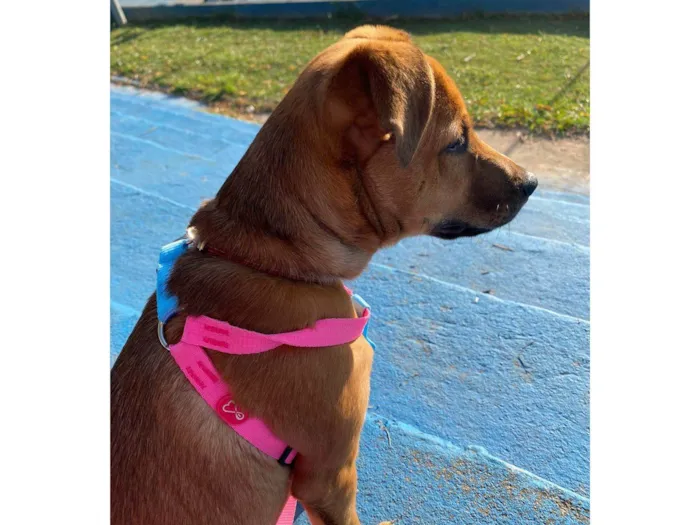 Cachorro ra a SRD-ViraLata idade 7 a 11 meses nome Habibi