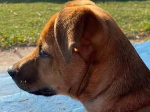 Cachorro raça SRD-ViraLata idade 7 a 11 meses nome Habibi