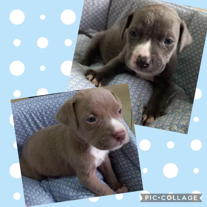 Cachorro ra a Mestiços Pit Bull idade Abaixo de 2 meses nome Bebês para adoção 