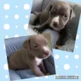 Bebês para adoção