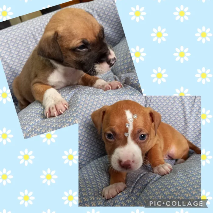 Cachorro ra a Mestiços Pit Bull idade Abaixo de 2 meses nome Bebês para adoção 