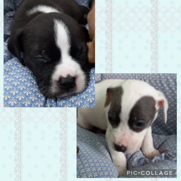 Cachorro ra a Mestiços Pit Bull idade Abaixo de 2 meses nome Bebês para adoção 