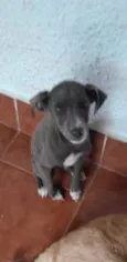 Juquinha