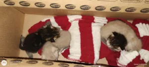 Gato raça SRD-ViraLata idade Abaixo de 2 meses nome Ainda não tem nome