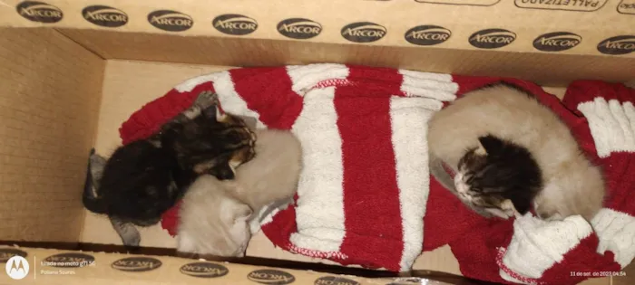 Gato ra a SRD-ViraLata idade Abaixo de 2 meses nome Ainda não tem nome