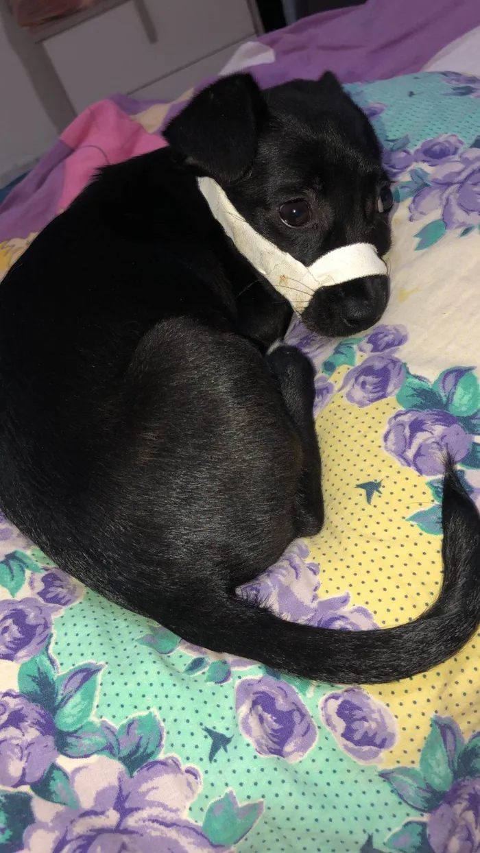 Cachorro ra a SRD-ViraLata idade 2 a 6 meses nome Pantera