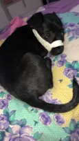 Pantera