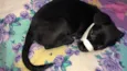 Pantera