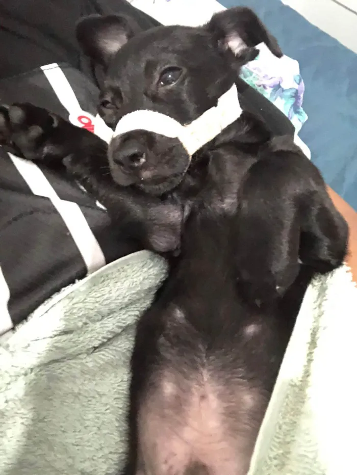 Cachorro ra a SRD-ViraLata idade 2 a 6 meses nome Pantera