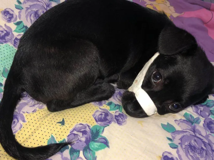 Cachorro ra a SRD-ViraLata idade 2 a 6 meses nome Pantera