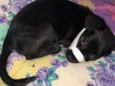 Pantera