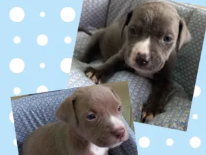 Cachorro raça Mestiços Pit Bull idade Abaixo de 2 meses nome Bebês para adoção 