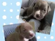 Bebês para adoção