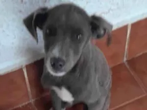 Cachorro raça SRD-ViraLata idade 7 a 11 meses nome Juquinha