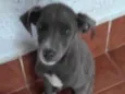 Juquinha