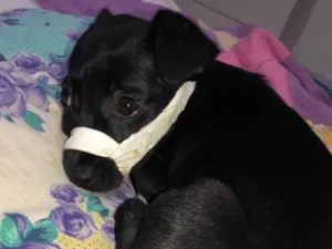 Cachorro raça SRD-ViraLata idade 2 a 6 meses nome Pantera