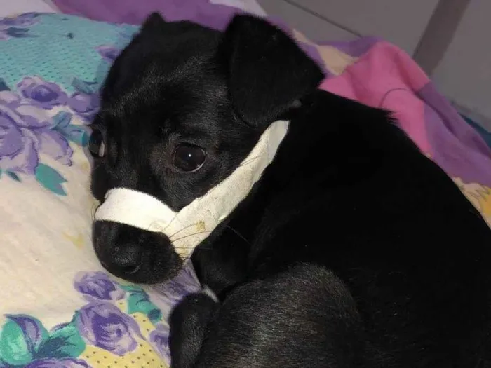 Cachorro ra a SRD-ViraLata idade 2 a 6 meses nome Pantera