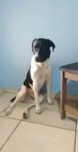 Toby