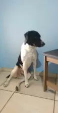 Toby
