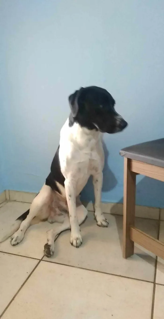 Cachorro ra a Labrador com vira lata  idade 3 anos nome Toby