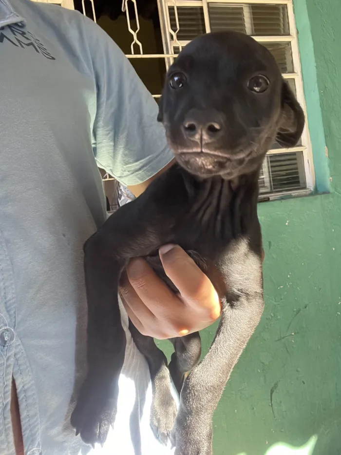 Cachorro ra a SRD-ViraLata idade 2 a 6 meses nome sem nome no momento 