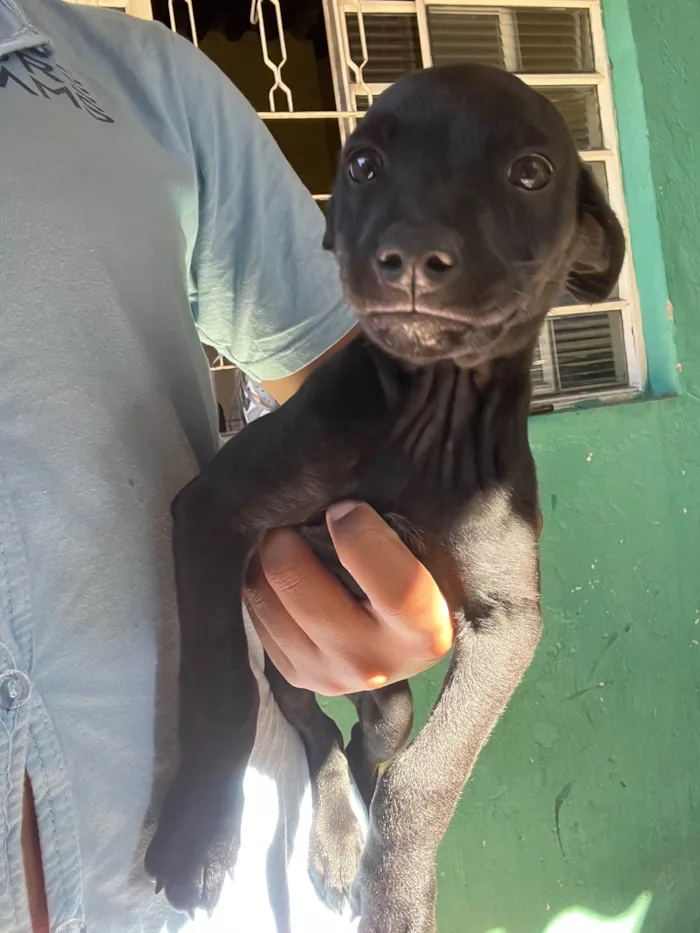 Cachorro ra a SRD-ViraLata idade 2 a 6 meses nome sem nome no momento 