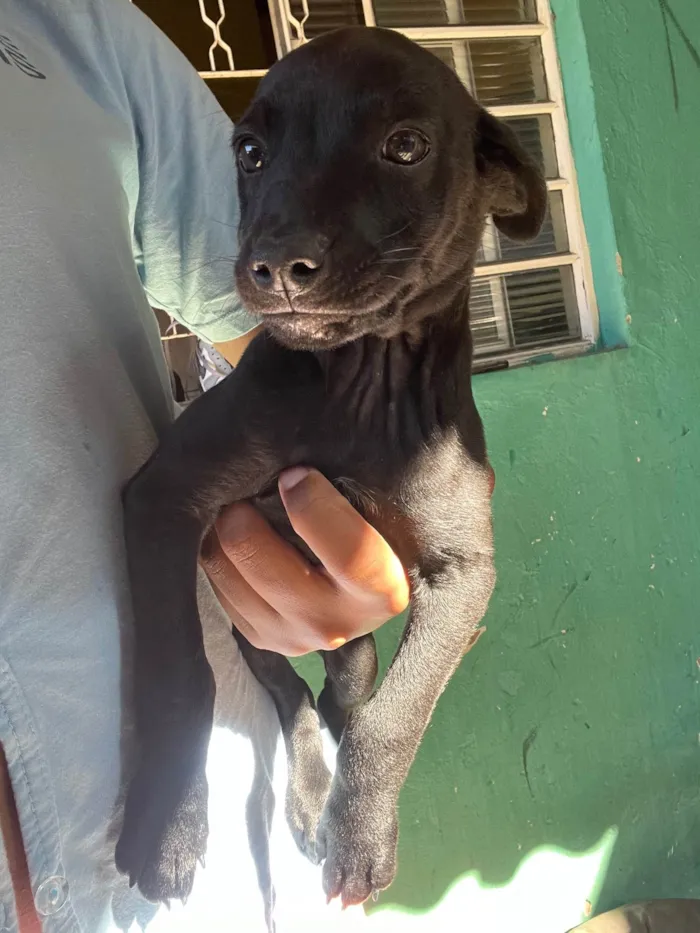 Cachorro ra a SRD-ViraLata idade 2 a 6 meses nome sem nome no momento 