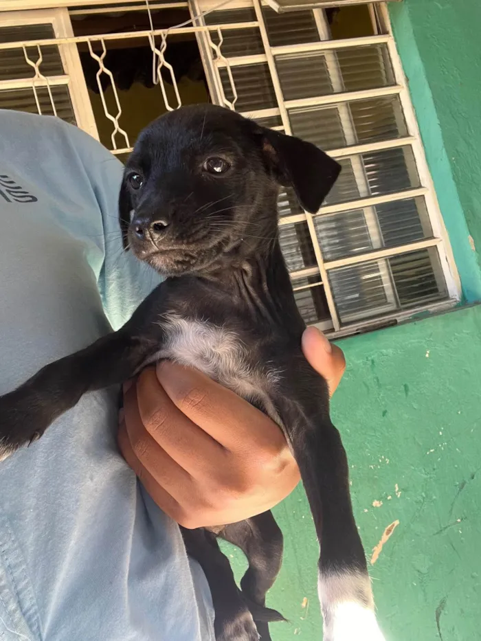 Cachorro ra a SRD-ViraLata idade 2 a 6 meses nome sem nome no momento 