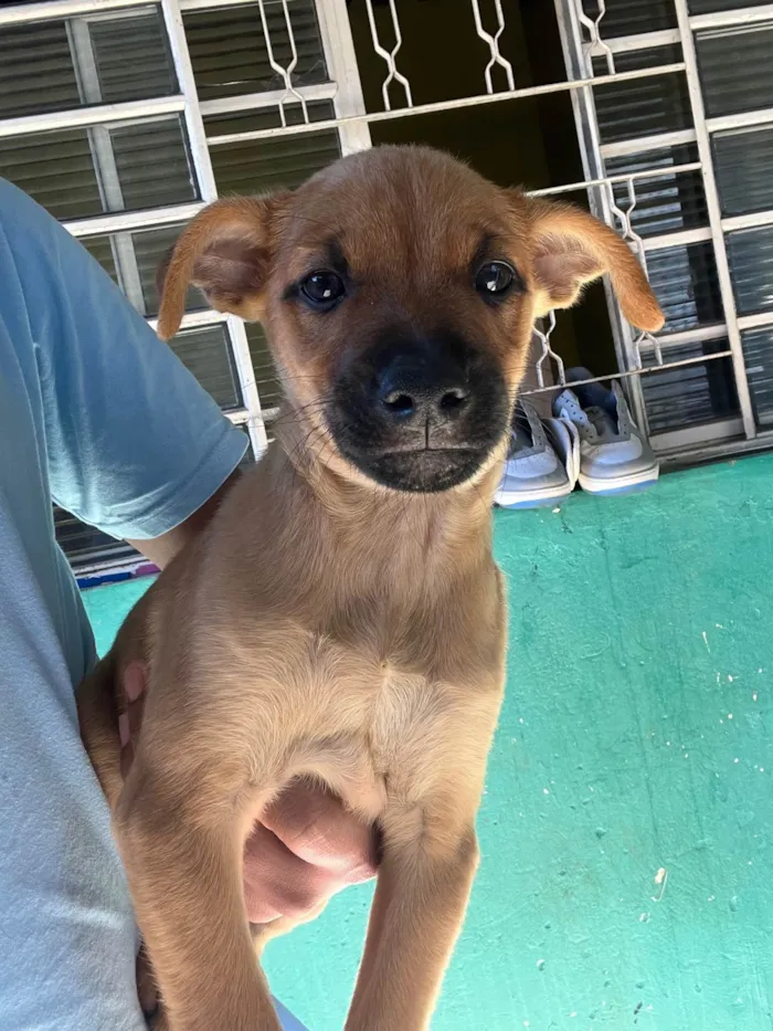 Cachorro ra a SRD-ViraLata idade 2 a 6 meses nome sem nome no momento 