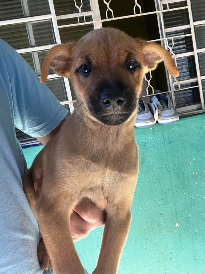 Cachorro ra a SRD-ViraLata idade 2 a 6 meses nome sem nome no momento 