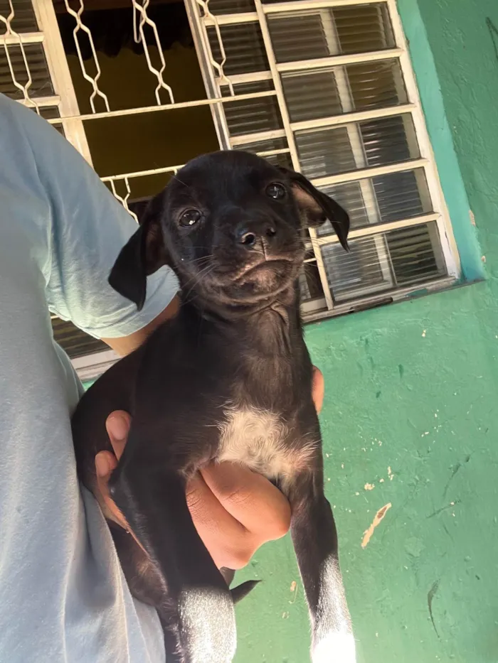 Cachorro ra a SRD-ViraLata idade 2 a 6 meses nome sem nome no momento 