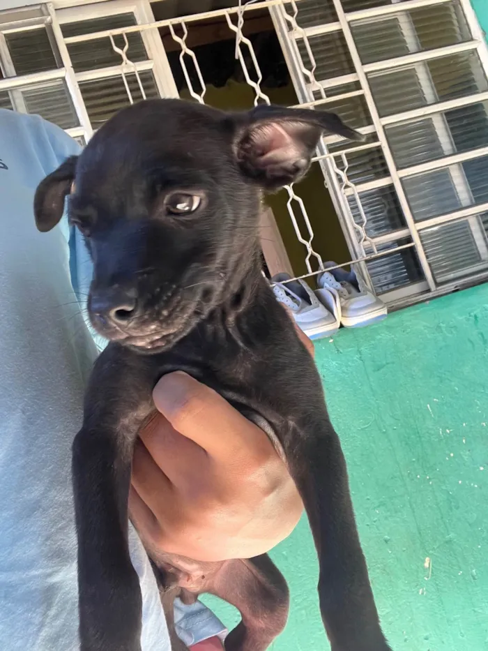 Cachorro ra a SRD-ViraLata idade 2 a 6 meses nome sem nome no momento 